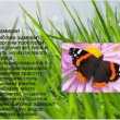 Admirál motýl: popis, jarní vzhled, vlastnosti druhu