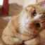 Vestibulární syndrom u koček: příčina, diagnostika a léčba
