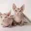 Sterilizace kočky a kastrace kočky: cena zákroku