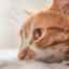 Maligní a benigní nádory u kočky na tlapce