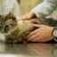 Paréza u koček: typy onemocnění a způsoby léčby
