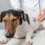 Plicní edém u psů: příčiny a nouzová léčba