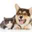 Diabetes insipidus u psů a koček: příčiny, diagnostika a léčba